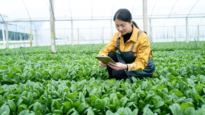 Female farmer checking growth of vegetables with tablet